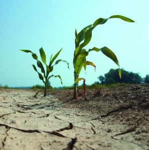 Two corn plans in a middle of dry land against a blue sky.