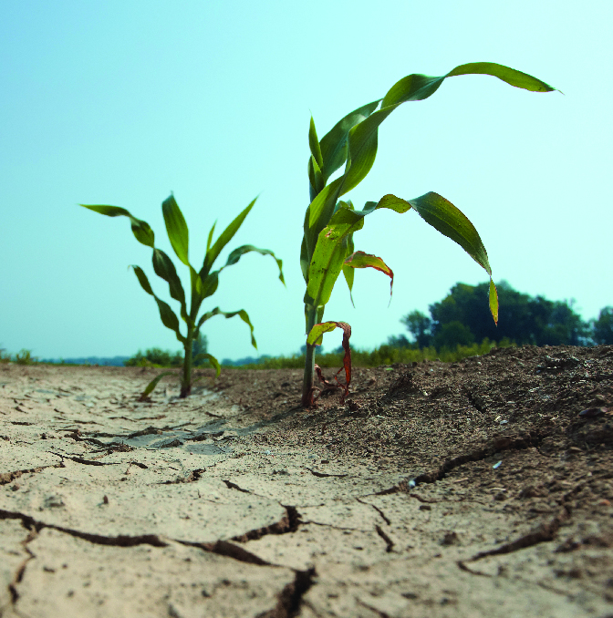 Two corn plans in a middle of dry land against a blue sky.