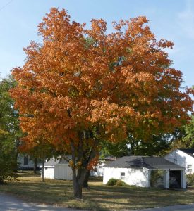 A tree with bright orange leaves in a neighborhood.